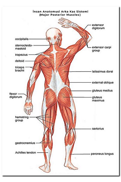 Cakatablo Ahşap Tablo Insan Anatomusi Arka Kas Sistemi (major Posterior Muscl...