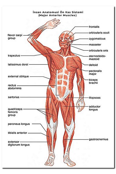 Cakatablo Ahşap Tablo Insan Anatomusi Ön Kas Sistemi (major Anterlor Muscles)...