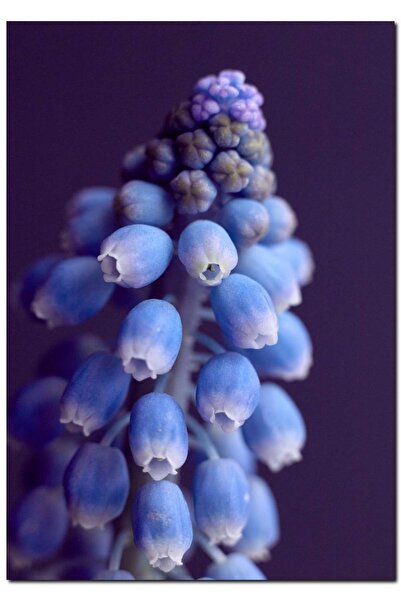 Cakatablo Ahşap Tablo Eşsiz Güzellikteki Mor Sümbül (35x50 Cm Boyut)