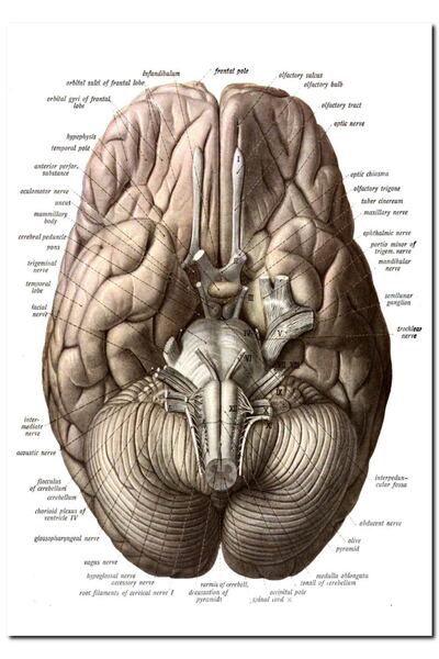 Cakatablo Ξύλινος Πίνακας Ανθρώπινης Ανατομίας Οπτικό Εικόνα Εγκεφάλου (Μέγεθ...