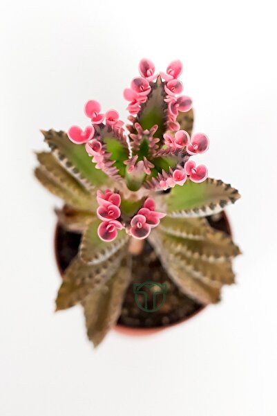 Toptan Kaktüs Aşkın Gözyaşları Çiçeği Kalanchoe Daigremontiana Pembe 5.5 Cm Saksıda