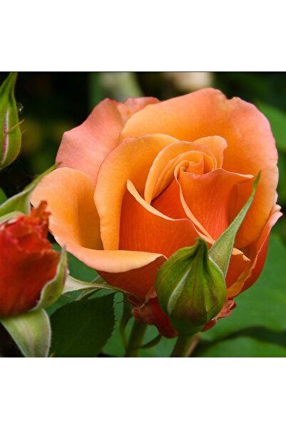 Ucuzluk Diyarı Açık Kök Gül Fidanı ( Nar Çiçeği ) 30 40 Cm Boy