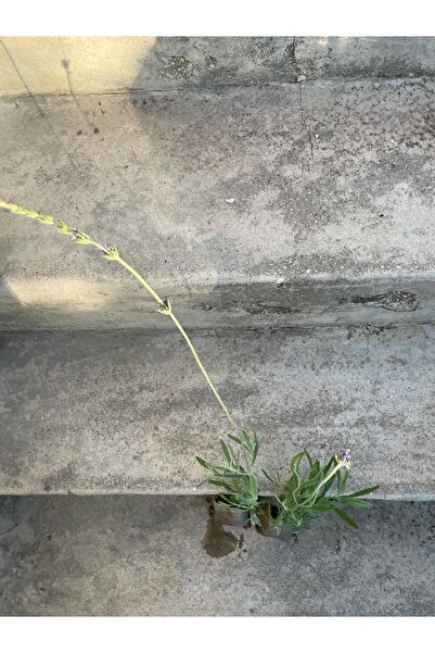 SİDAS TARIM FİDANCİLİK ORGANİK Sidas Tarım Fidancilik Isparta Yağlık Lavanta ...