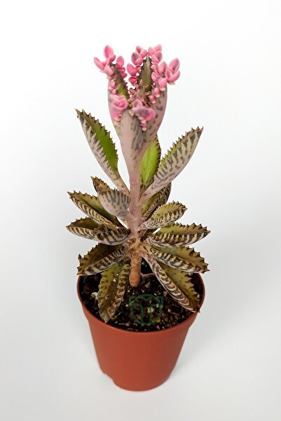 Toptan Kaktüs Aşkın Gözyaşları Çiçeği Kalanchoe Daigremontiana Pembe 5.5 Cm Saksıda