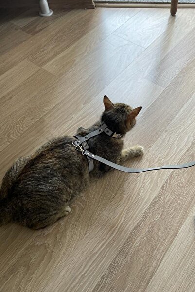Angels Passion Reflektörlü Kedi Harness, Karanlıkta Parlayan Kedi Vücut Koşum Takımı, Yansıtıcı Kedi Tasması