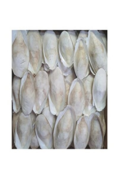 Mavi Kaktüs Kalamar Kemiği 15-20cm Arası 100 Gram Gaga Taşı Kalamar Kemiği Sübye Kemiği