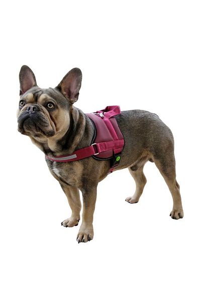 KERBL Dog Waist Collar Maestro 2.0 Claret Red 72 - 103 Cm