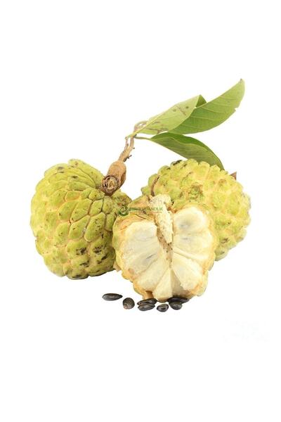Fidan Şehri 2 Yaş Tropikal Sugar Apple (şeker Elma) Fidanı, Torbada