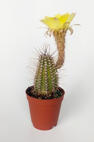 Toptan Kaktüs Lobivia Aurea Sarı Çiçek Açan Kaktüs Özel Tür Bol Yavru 5.5 Cm ...