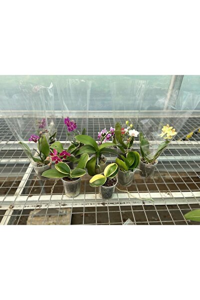 Can Çiçek ve Fidan Çiçeksiz Orkide / Multiflora Ve Phalaenopsis