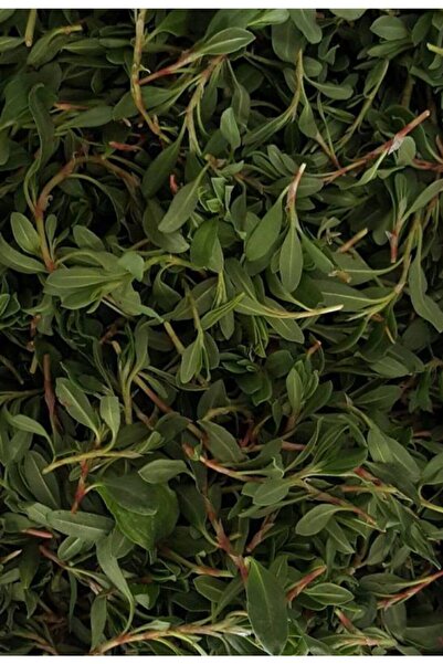 Anadoludan Gelsin Şebinkarahisar Yöresel Madımak Otu Kurusu 100 gr