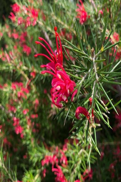 Bilgarden Tüplü Gravilla Çalısı (Grevillea Juniperina) Fidanı