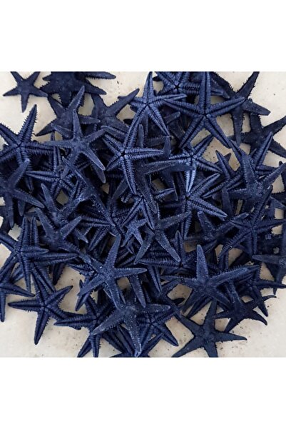 evinizdeki okyanus esintisi turkuaz hediyelik Gerçek Deniz Yıldızı 2-3 cm -10...