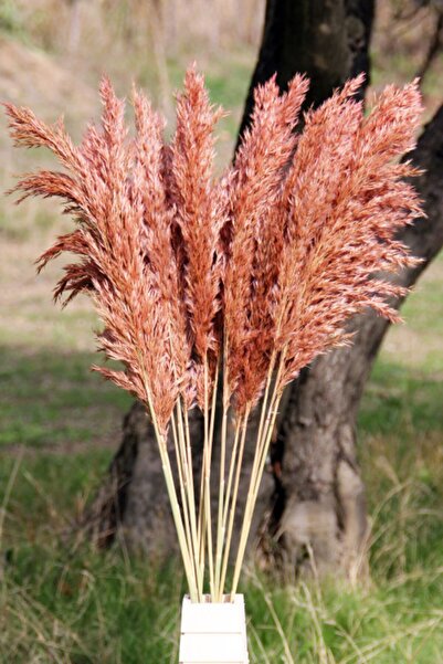 TROYA Kuru Çiçek Pampas 15 Adet 100 Cm Boy - Pembe