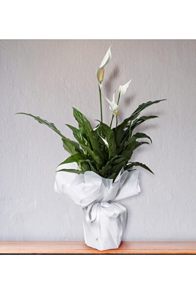 Genel Markalar Spatifilyum Barış Çiçeği