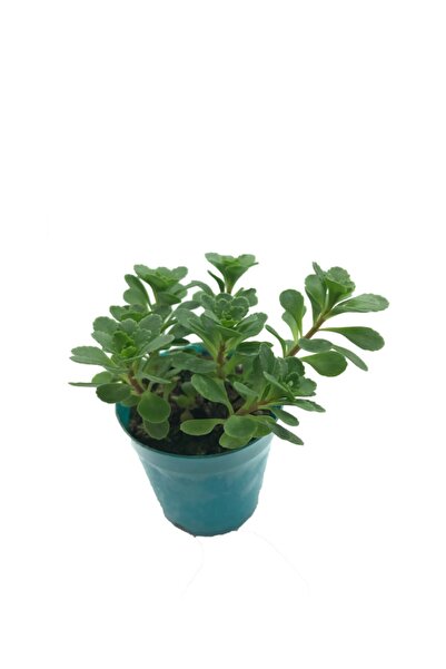 Sukulent Çeşitleri Sedum Palmeri Küçük - 5,5 Cm Saksıda