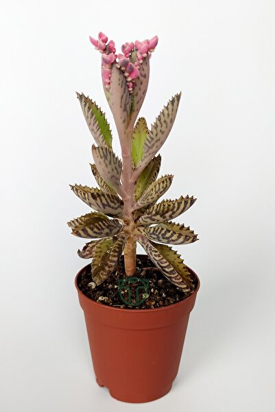Toptan Kaktüs Aşkın Gözyaşları Çiçeği Kalanchoe Daigremontiana Pembe 5.5 Cm Saksıda