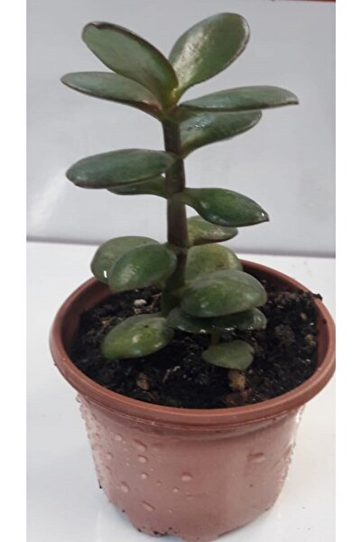 Genel Markalar Para Çiçeği 15-20 Cm Boyunda Sağlıklı Çiçekler