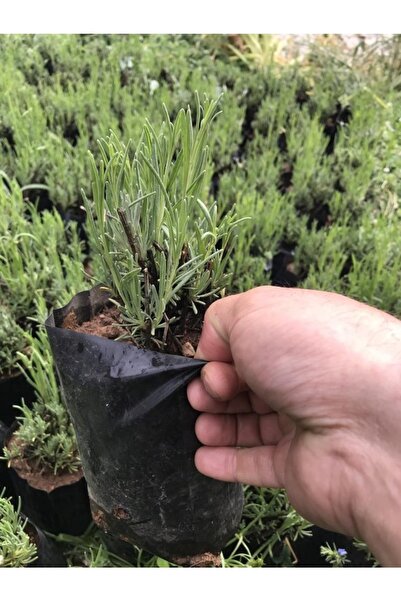 SİDAS TARIM FİDANCİLİK ORGANİK Sidas Tarım-fidancilik-organik Tüplü Yoğun Kok...