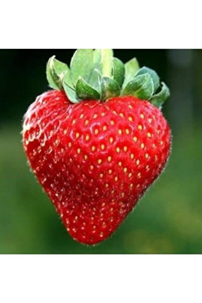 Ucuzluk Diyarı A Kalite 1. Sınıf 5 Adet San Andreas Çilek Fidanı Açık Kök Ve ...