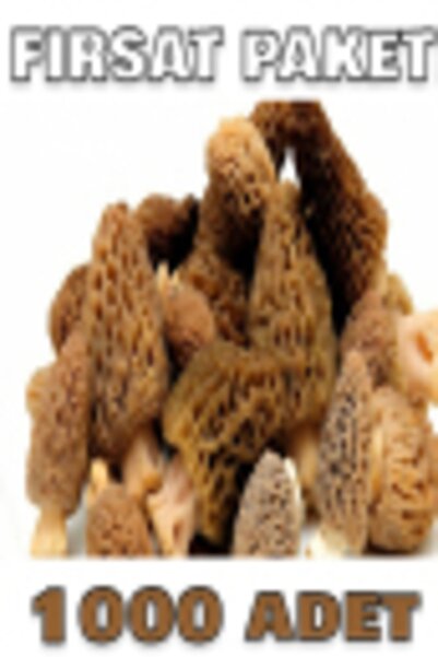 tohumcu kikizade +1000 Adet Kuzu Göbeği Mantarı Tohumu 1000 Adetlik Süper Fır...