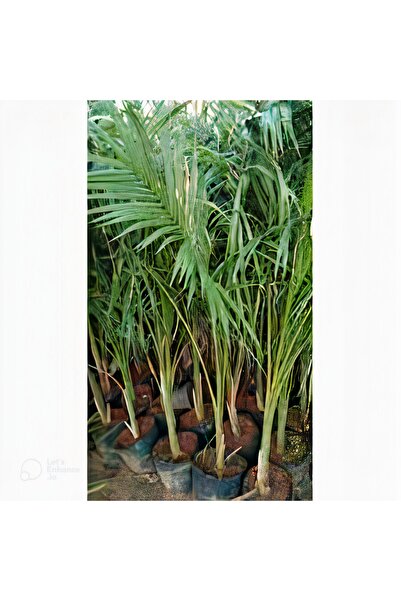 Anadolu Hurma Fidanı 80 Santim Boyunda Tüplü