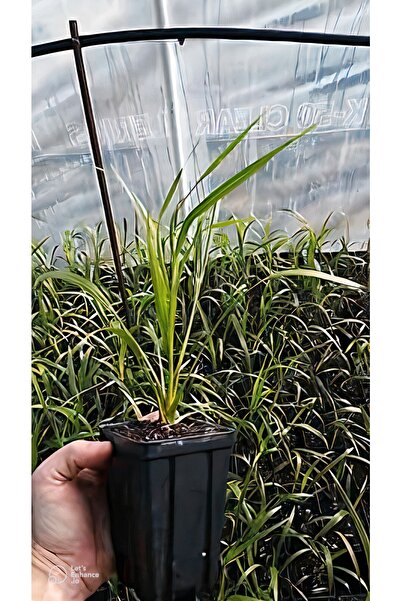 Anadolu Hurma Fidanı 40 Santim Tüplü