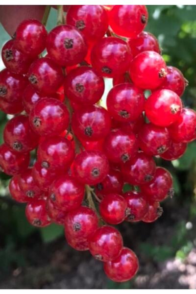 Ormandan Kırmızı Frenk Üzümü Fidanı