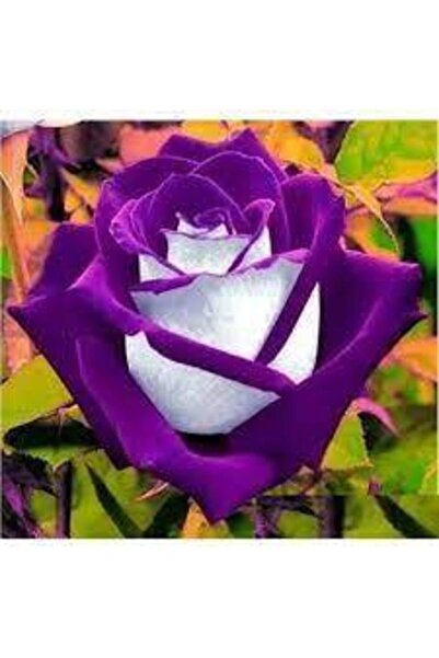 YASMİN Bir Adet Gül Fidanı Mor