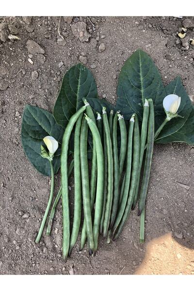 Çoker Tohumculuk Çoker Karagöz 86 (oturak) Börülce Tohumu 1 Kg