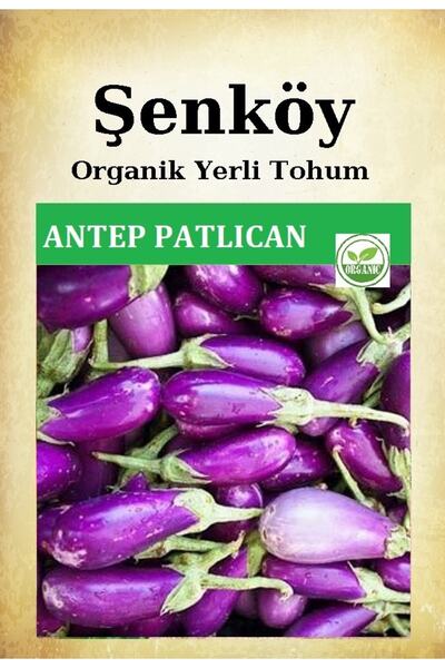 Şenköy Yerli Antep Patlıcan Tohumu Doğal Ata Mor Kurutmalık Patlıcan Tohumu P...