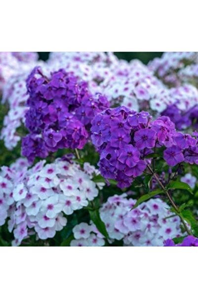 cicekfidantohumbitki Alev Çiçeği 20+ Tohum