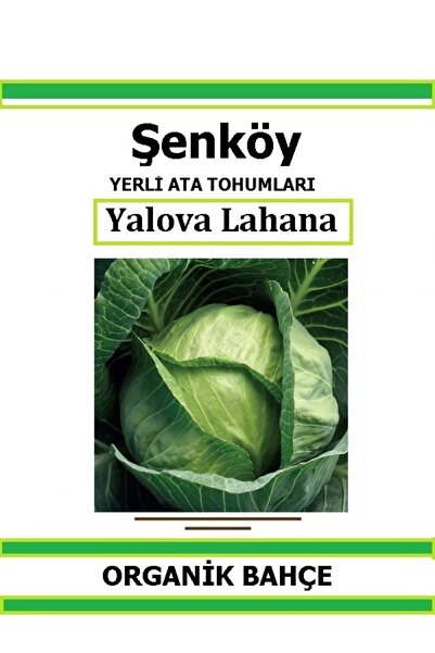 Şenköy Yerli Yalova Sarmalık Lahana Tohumu Doğal Ata Tohum Pakette 100 Tohum ...