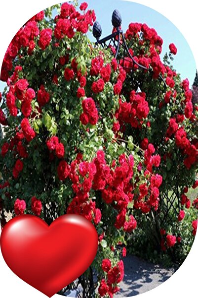 10 Adet Gül Fidanı Bordo Saksılı Tüplü Kokulu Yediveren Sarmaşık