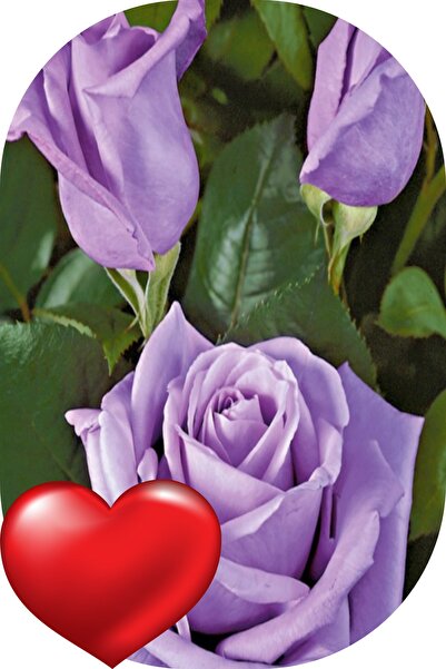 Genel Markalar 1 Adet Gül Fidanı Eflatun Tüplü Kokulu Yediveren