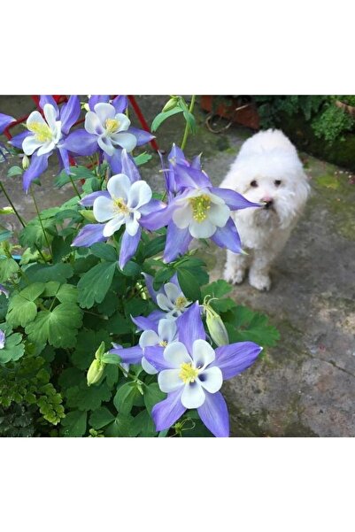 cicekfidantohumbitki Haseki Küpelisi (YALIN KAT) 20 Tohum