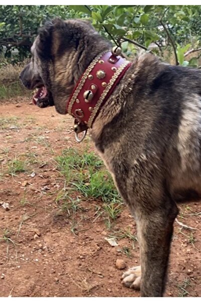 Sürmeli Tasma Zilli Geniş Deri Kangal Köpek Tasması Kırmızı