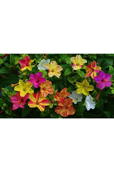 cicekfidantohumbitki Akşam Sefası 10+ Tohum