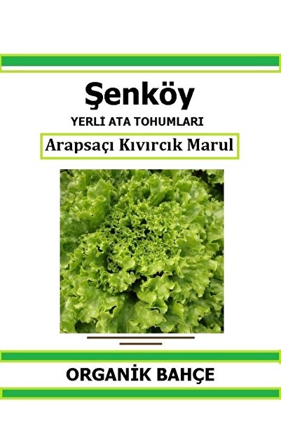 Şenköy Yerli Kıvırcık Marul Tohumu Doğal Ata Tohum Pakette 200 Tohum + Hediye...