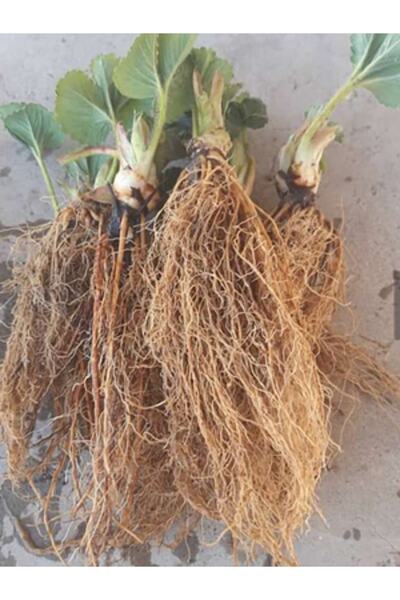 Genel Markalar Elli Adet Albion Taze Söküm Açık Kök Çilek Fidesi