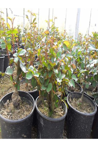 Genel Markalar 2 Adet Gül Fidanı Kadife Kırmızı Tüplü Kokulu Yediveren Sarmaşık