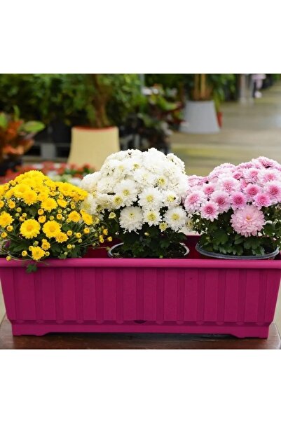 cicekfidantohumbitki Kasımpatı 10+ Tohum