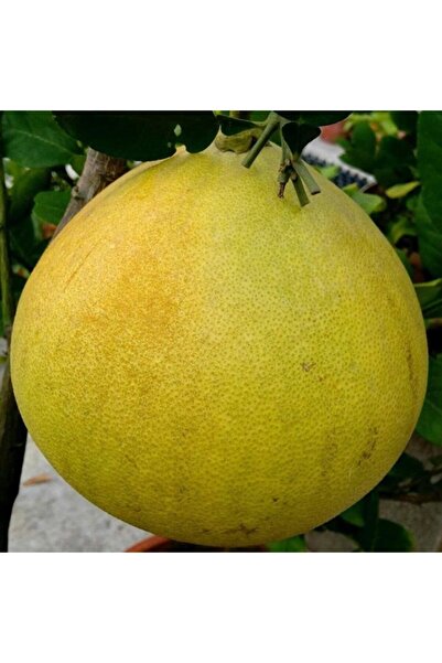 Mutlu Paket Tüplü Aşılı Meyve Verme Yaşında Ağaç Kavunu Şadok Fidanı