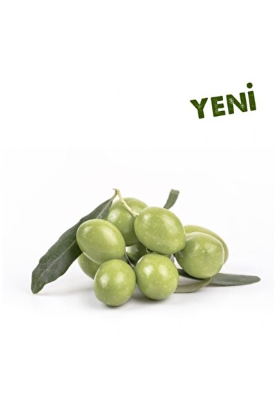 Mutlu Paket Tüplü Aşılı Içi Doldurulabilen Sarı Ulak Zeytin Fidanı