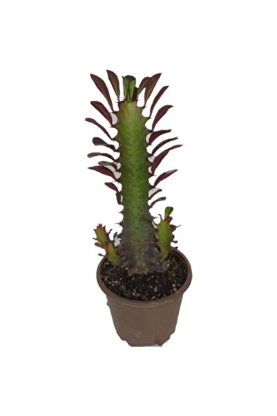Genel Markalar Euphorbia Trigona Rubra Kaktüs Kırmızı Süt Ağacı 20/30 Cm Arası