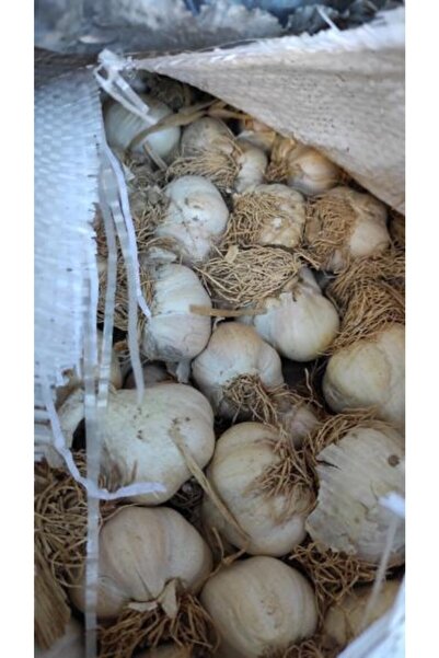 Doğal Yaşam Dünyası Sarımsak Taşköprü (kastamonu) 1 Kg