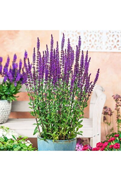 Murat Tohumculuk Ada Çayı Çiçeği Tohumu Mor Adaçayı Çiçeği Tohumu Ekim Seti 1...