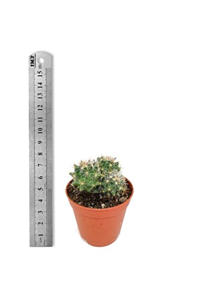 E-fidancim Hamata Cactüs Kaktüs (5.5 Luk Saksıda)
