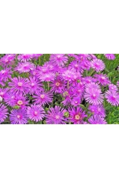 Genta Buz Mezem Çiçek Tohumu