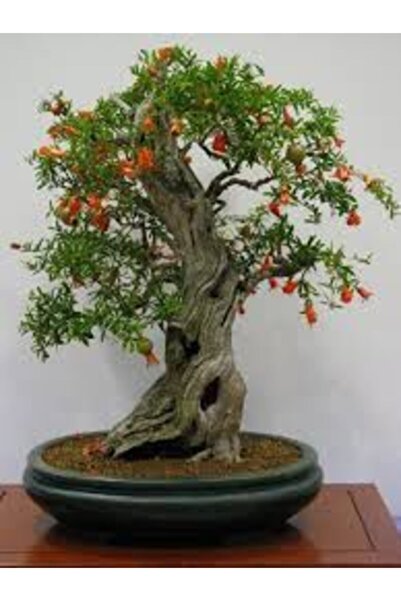 Tunç Botanik Süs Nari 1adet